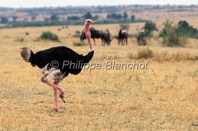 kenya 62.JPG - Autruche maleOstrichStruthio camelusRéserve de Masai MaraMasai Mara National ReserveKenya